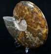 Wide Polished Cleoniceras Ammonite #9319-3